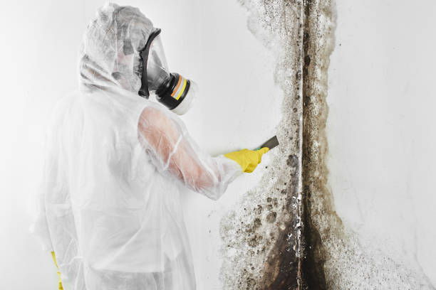 Attic Mold Removal in Sawmills, NC