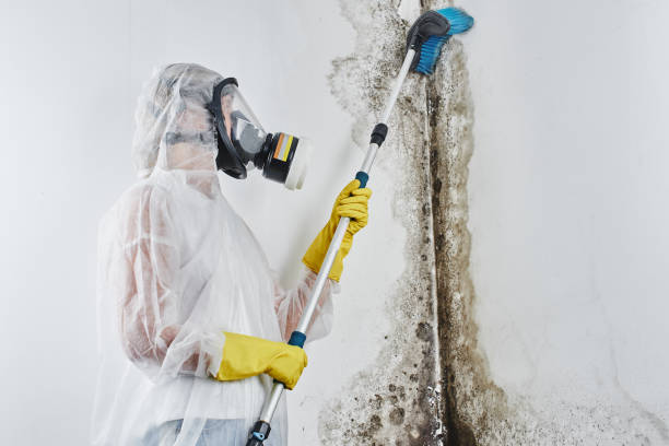 Best Mold Damage Repair  in Sawmills, NC